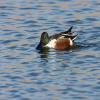 Northern Shoveler